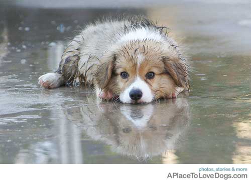 SINGLE ON VALENTINES DAY 8 FUN THINGS TO DO A N E M I S T Y L E - 500x364 - jpeg A Lonely Puppy